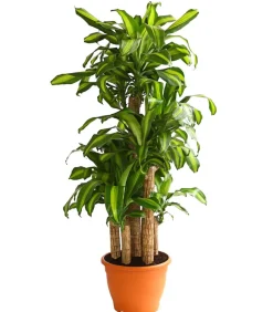Dehner Drachenbaum - Dracaena fragrans 'Massangeana', Karussell Discount