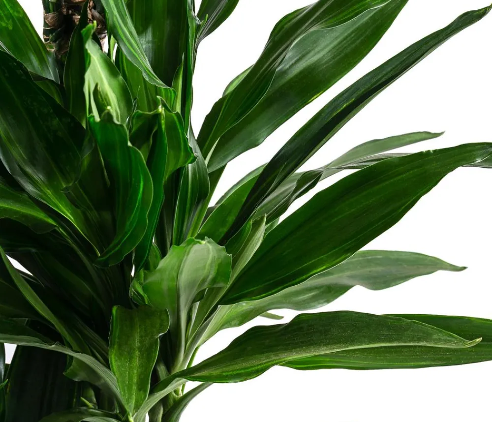Dehner Drachenbaum - Dracaena fragrans 'Janet Lind' Dunkelgrün Outlet