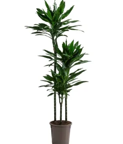 Dehner Drachenbaum - Dracaena fragrans 'Janet Lind' Dunkelgrün Outlet