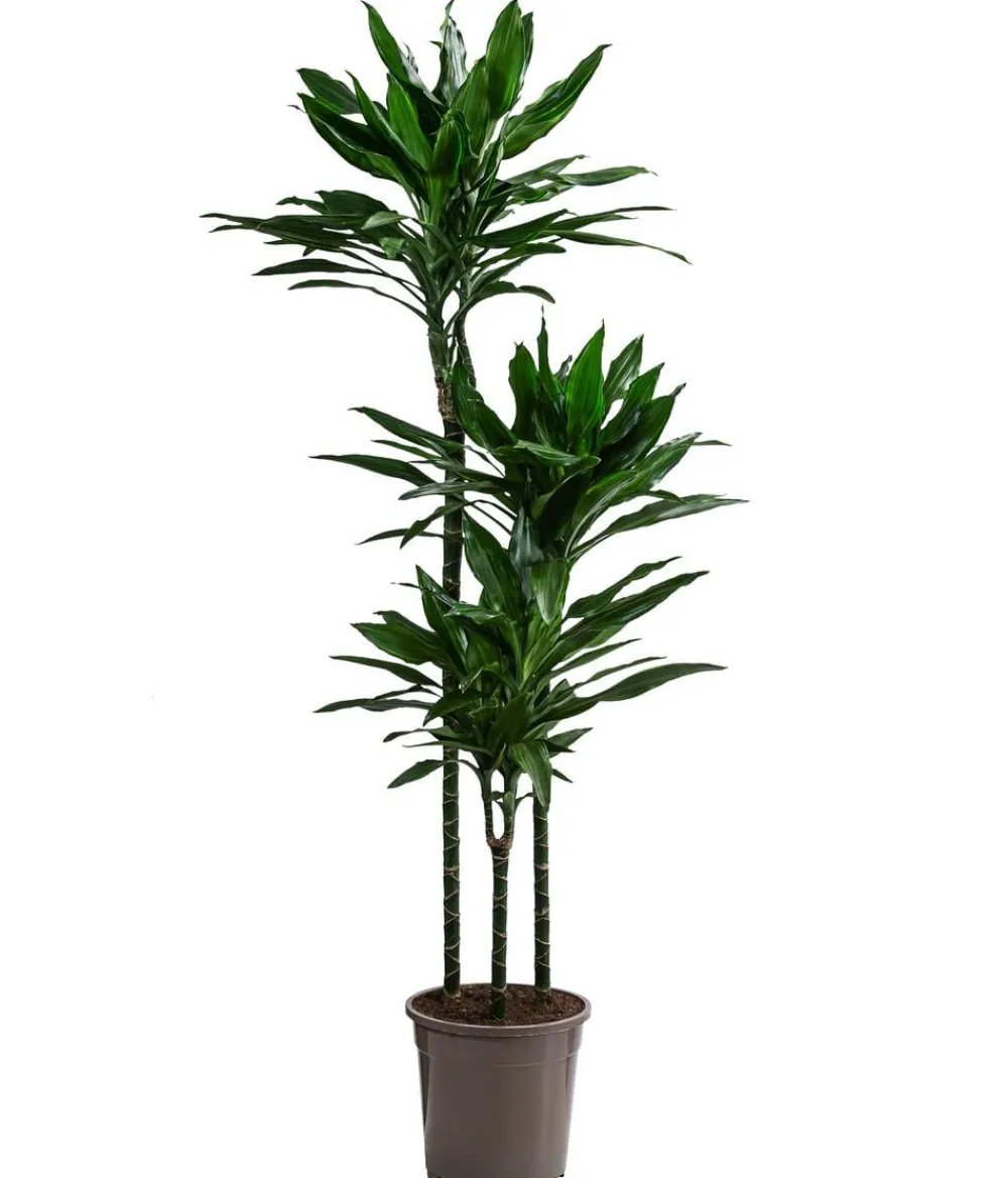 Dehner Drachenbaum - Dracaena fragrans 'Janet Lind' Dunkelgrün Outlet