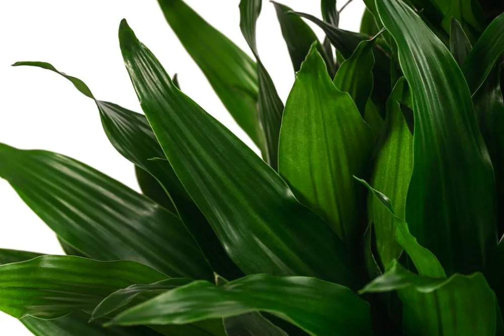 Dehner Drachenbaum & Yucca|Hydropflanzen - Drachenbaum - Dracaena fragrans 'Green Jewel', Hydrokultur Dunkelgrün