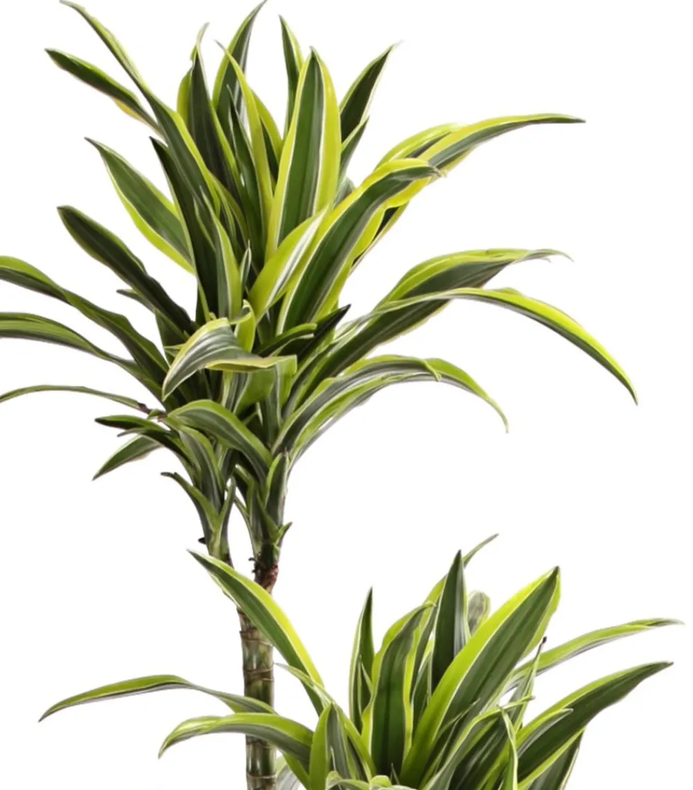 Dehner Drachenbaum & Yucca|Zimmerpalmen > Drachenbaum - Dracaena fragrans 'Lemon Lime'