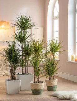 Dehner Drachenbaum & Yucca|Zimmerpalmen > Drachenbaum - Dracaena fragrans 'Lemon Lime'