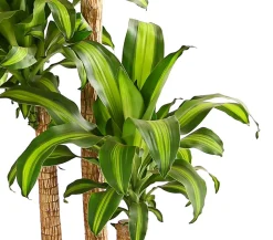 Dehner Drachenbaum - Dracaena fragrans 'Massangeana' Discount