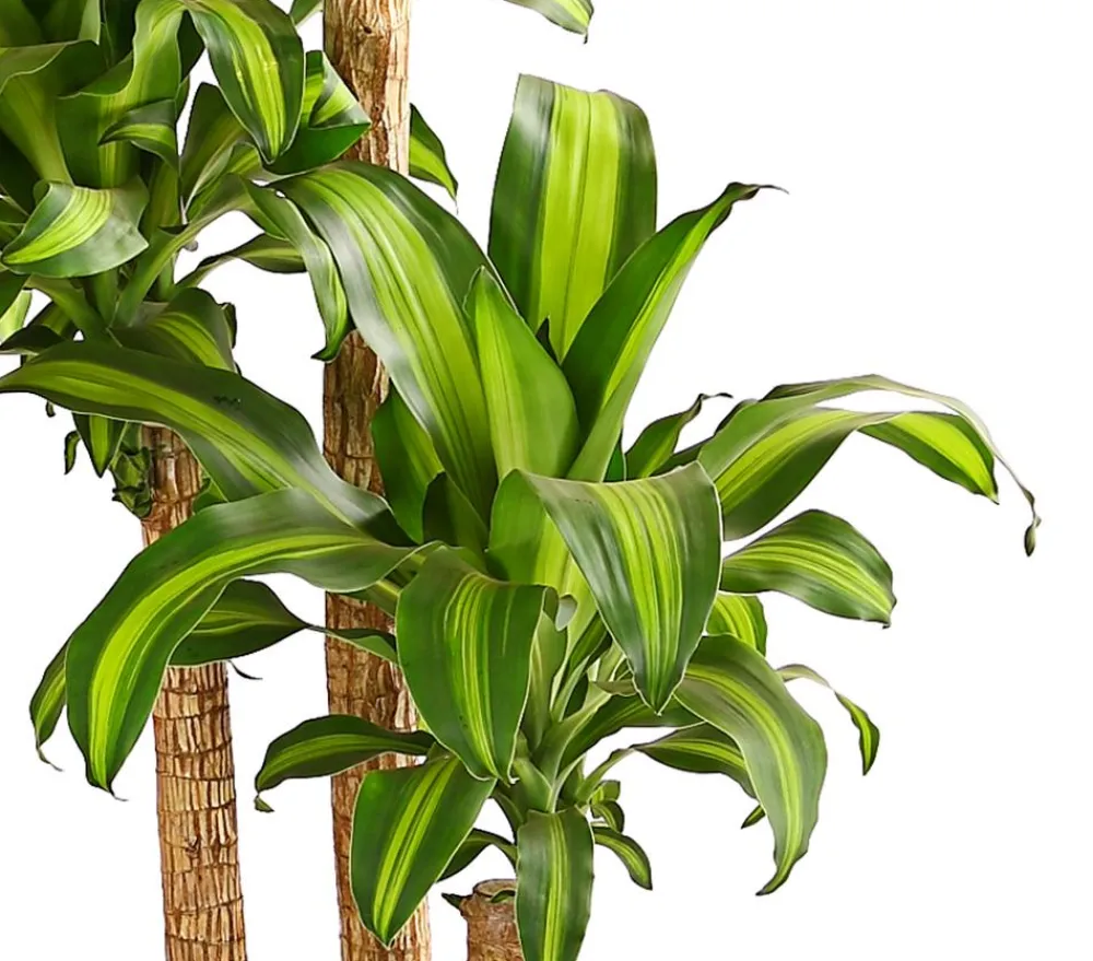 Dehner Drachenbaum - Dracaena fragrans 'Massangeana' Discount