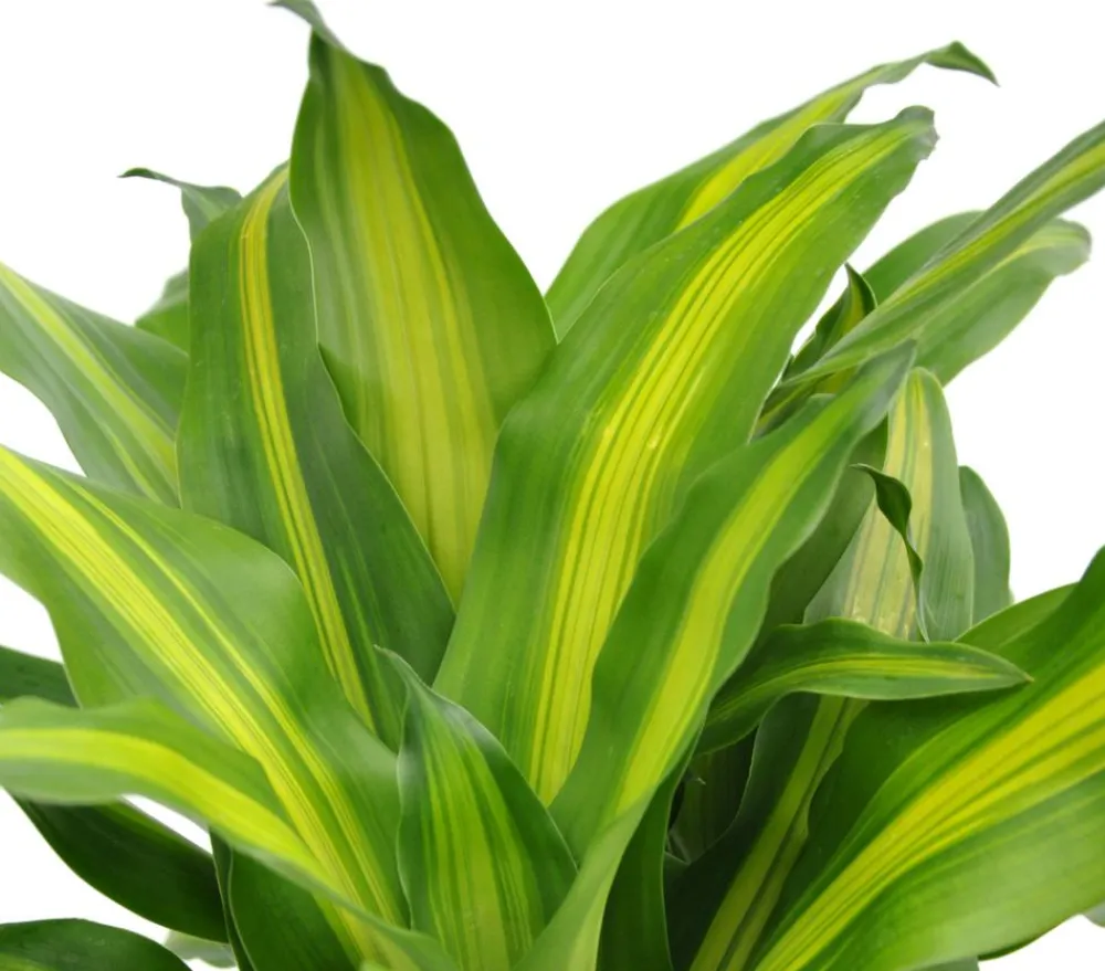 Dehner Drachenbaum - Dracaena fragrans 'Massangeana' Discount