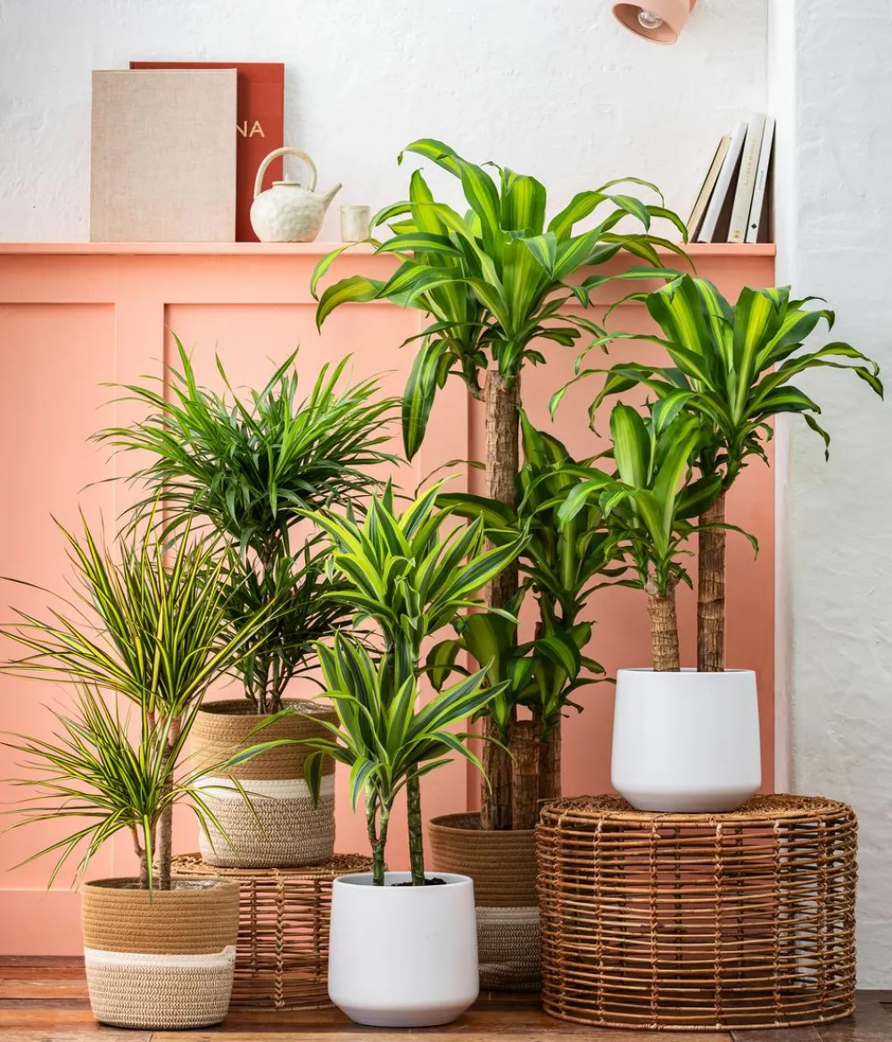 Dehner Drachenbaum - Dracaena fragrans 'Massangeana' Discount