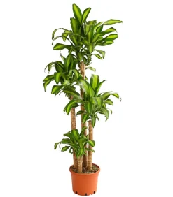 Dehner Drachenbaum - Dracaena fragrans 'Massangeana' Discount