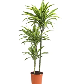 Dehner Drachenbaum - Dracaena fragrans 'Lemon Lime' New