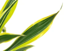 Dehner Drachenbaum - Dracaena fragrans 'Lemon Lime' Discount