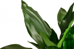 Dehner Drachenbaum - Dracaena fragrans 'Lisa' Discount