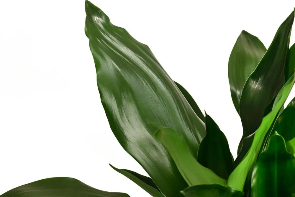 Dehner Drachenbaum - Dracaena fragrans 'Lisa' Discount