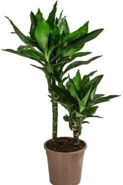 Dehner Drachenbaum - Dracaena fragrans 'Lisa' Discount