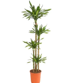 Dehner Drachenbaum & Yucca|Zimmerpalmen > Drachenbaum - Dracaena fragrans 'Rikki'