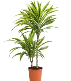 Dehner Drachenbaum & Yucca|Zimmerpalmen - Drachenbaum - Dracaena fragrans 'Lemon Lime'