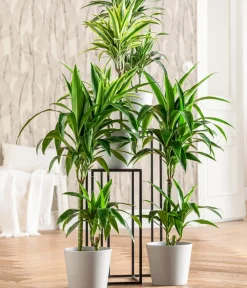 Dehner Drachenbaum & Yucca|Zimmerpalmen - Drachenbaum - Dracaena fragrans 'Lemon Lime'