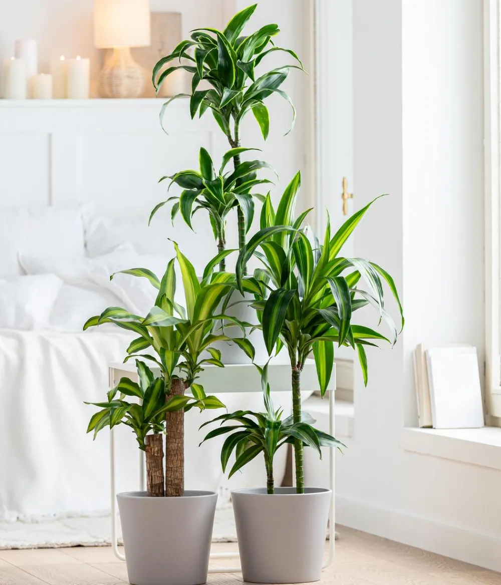 Dehner Drachenbaum & Yucca|Zimmerpalmen > Drachenbaum - Dracaena fragrans 'Hawaiian Sunshine'