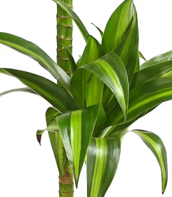 Dehner Drachenbaum & Yucca|Zimmerpalmen - Drachenbaum - Dracaena fragrans 'Lemon Lime'