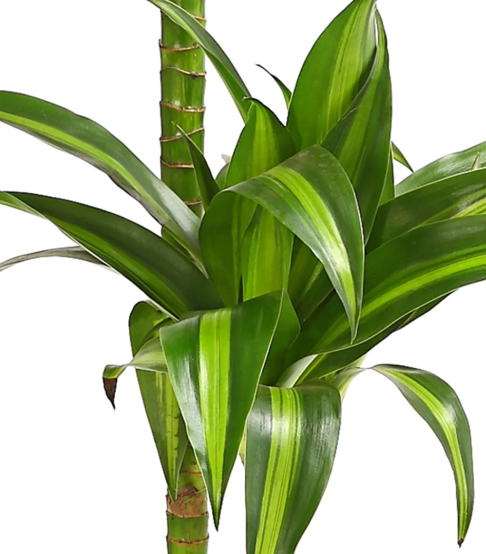 Dehner Drachenbaum & Yucca|Zimmerpalmen > Drachenbaum - Dracaena fragrans 'Hawaiian Sunshine'