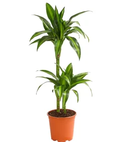Dehner Drachenbaum & Yucca|Zimmerpalmen > Drachenbaum - Dracaena fragrans 'Hawaiian Sunshine'