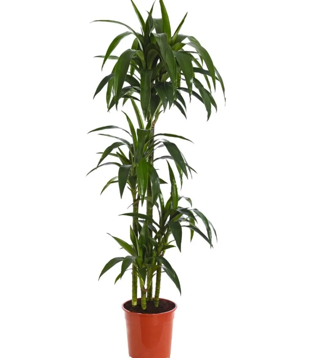Dehner Drachenbaum & Yucca|Zimmerpalmen - Drachenbaum - Dracaena fragrans 'Lisa'