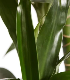 Dehner Drachenbaum & Yucca|Zimmerpalmen - Drachenbaum - Dracaena fragrans 'Lisa'