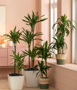 Dehner Drachenbaum - Dracaena fragrans 'Rikki' Hellgrün Outlet