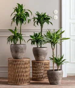 Dehner Drachenbaum - Dracaena fragrans 'Rikki' Hellgrün Outlet