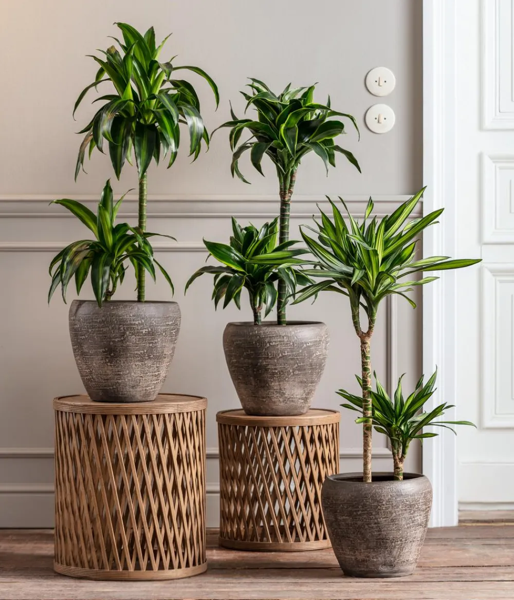 Dehner Drachenbaum - Dracaena fragrans 'Rikki' Hellgrün Outlet