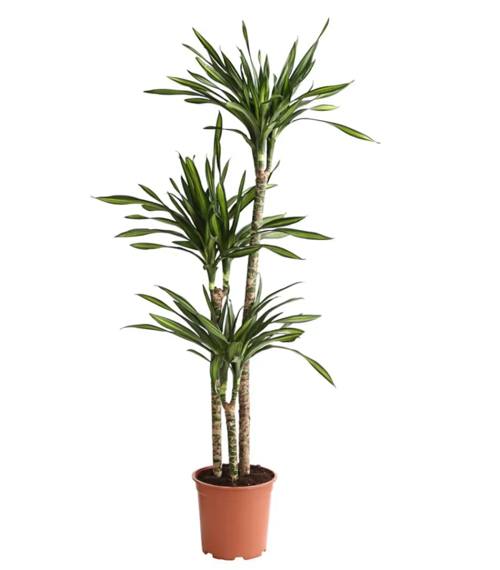 Dehner Drachenbaum - Dracaena fragrans 'Rikki' Hellgrün Outlet