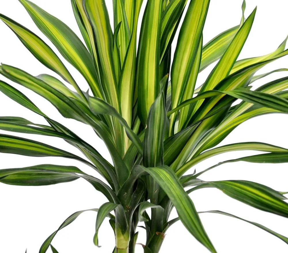 Dehner Drachenbaum - Dracaena fragrans 'Rikki' Hellgrün Outlet