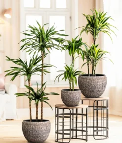 Dehner Drachenbaum - Dracaena fragrans 'Rikki' Hellgrün Outlet
