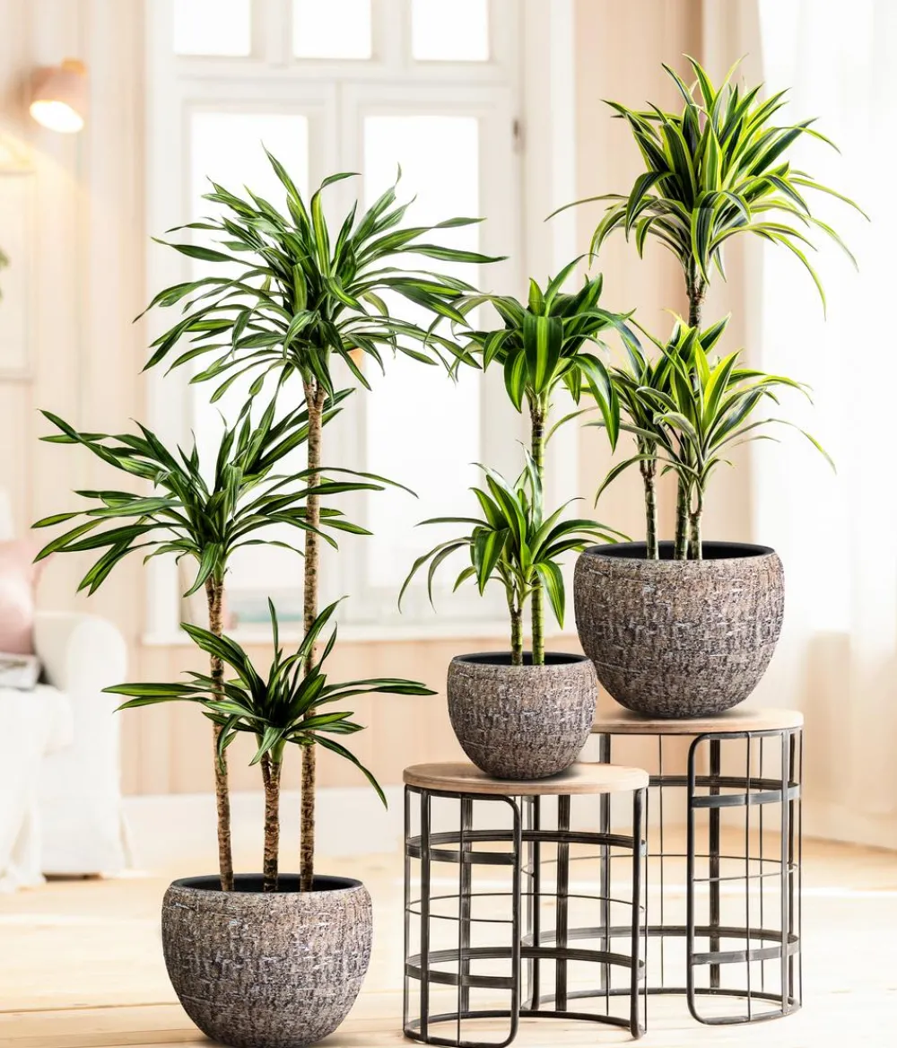 Dehner Drachenbaum & Yucca|Solitärpflanzen > Drachenbaum - Dracaena fragrans var. Stedneri 'Golden Coast'