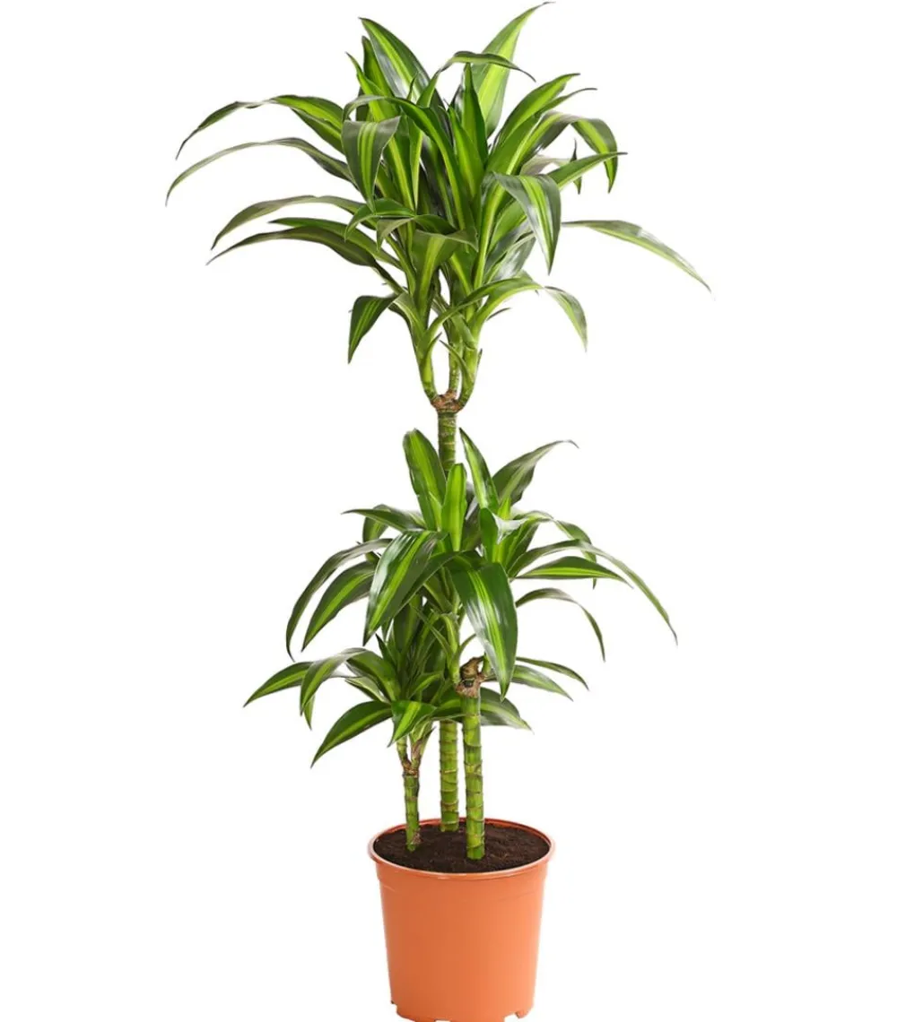 Dehner Drachenbaum & Yucca|Solitärpflanzen > Drachenbaum - Dracaena fragrans var. Stedneri 'Golden Coast'