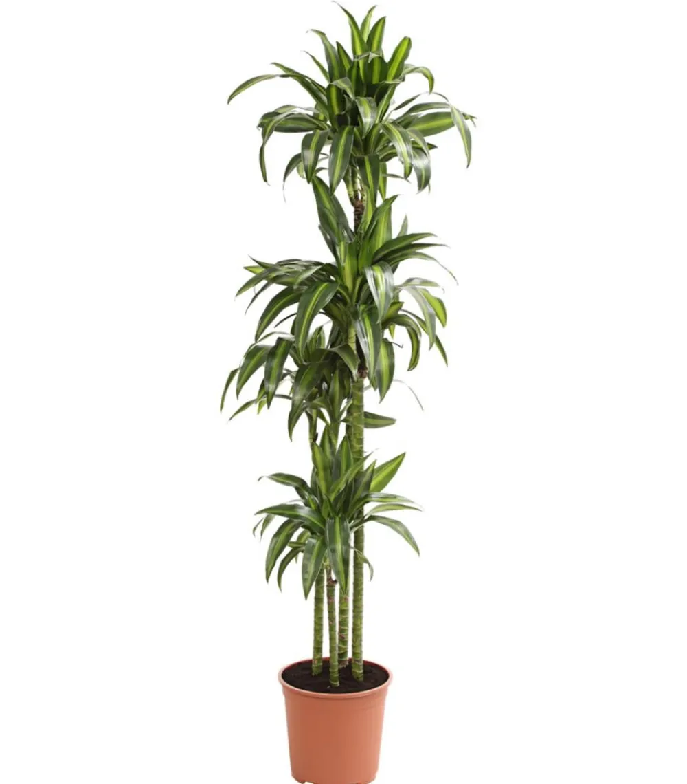 Dehner Drachenbaum - Dracaena fragrans 'Hawaiian Sunshine' Grün Clearance