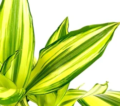 Dehner Drachenbaum & Yucca|Zimmerpalmen > Drachenbaum - Dracaena fragrans 'Yellow Coast'
