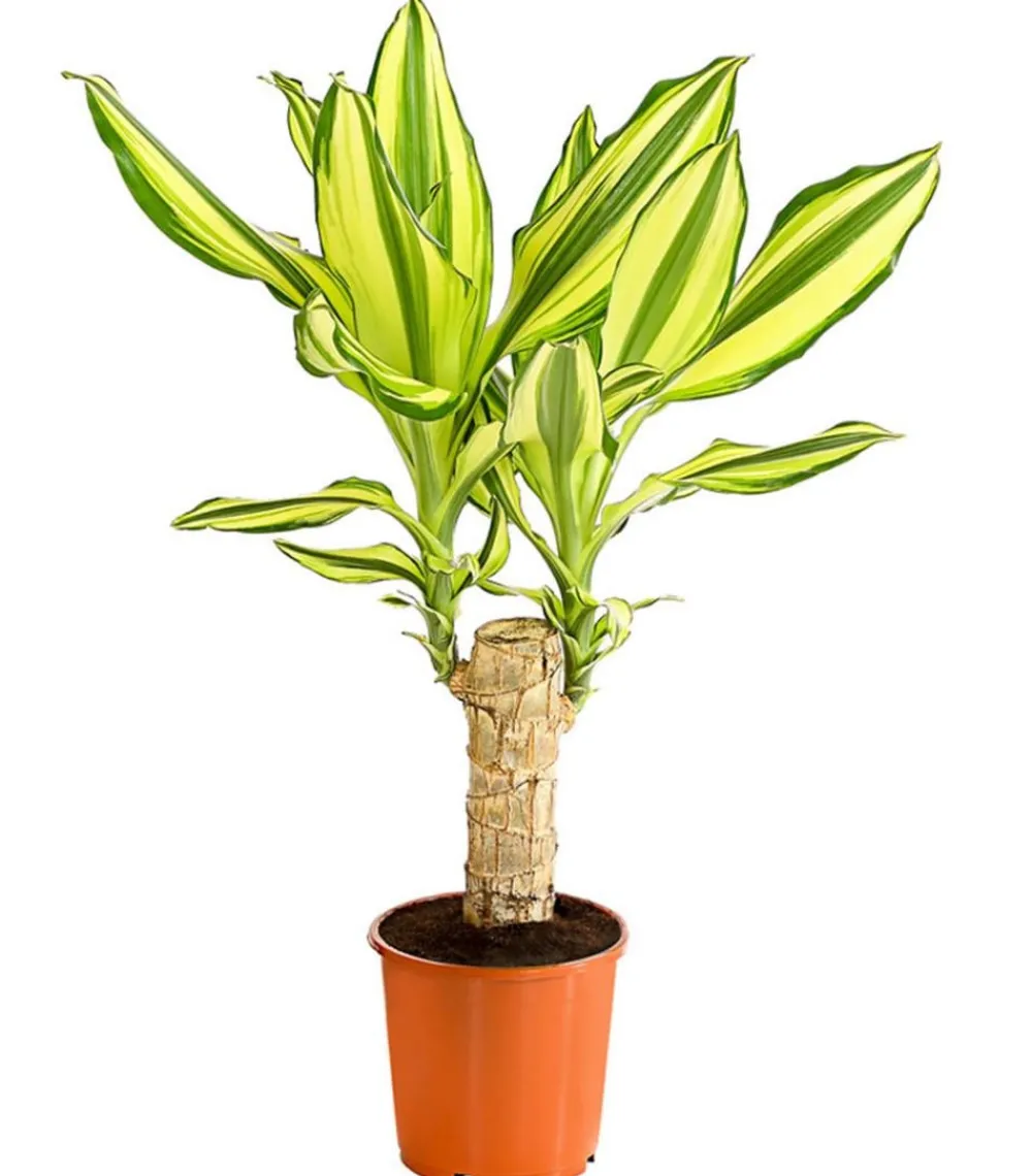 Dehner Drachenbaum & Yucca|Zimmerpalmen > Drachenbaum - Dracaena fragrans 'Yellow Coast'