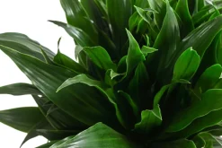 Dehner Drachenbaum & Yucca|Grünpflanzen > Drachenbaum - Dracaena fragrans 'Green Jewel'