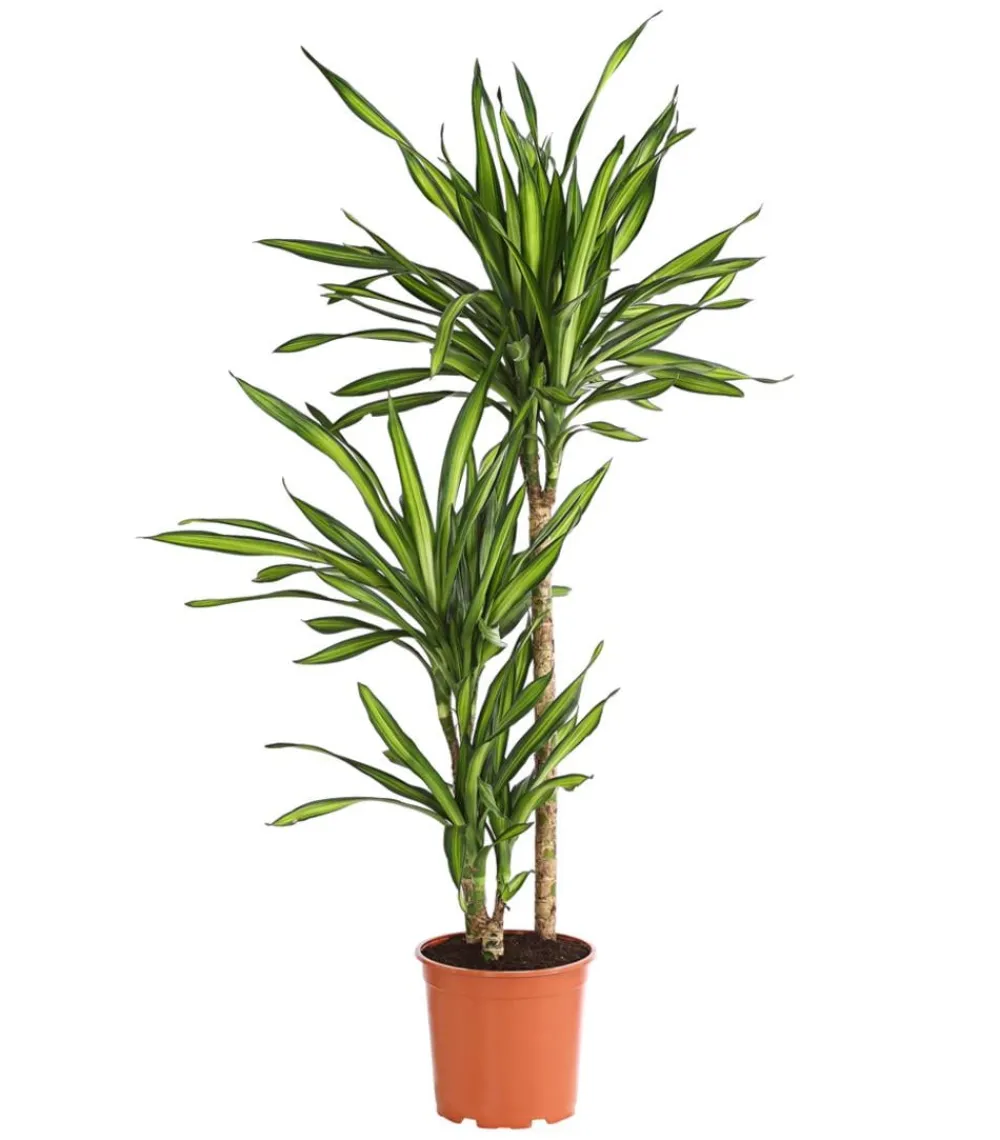 Dehner Drachenbaum & Yucca|Zimmerpalmen - Drachenbaum - Dracaena fragrans 'Rikki' Hellgrün