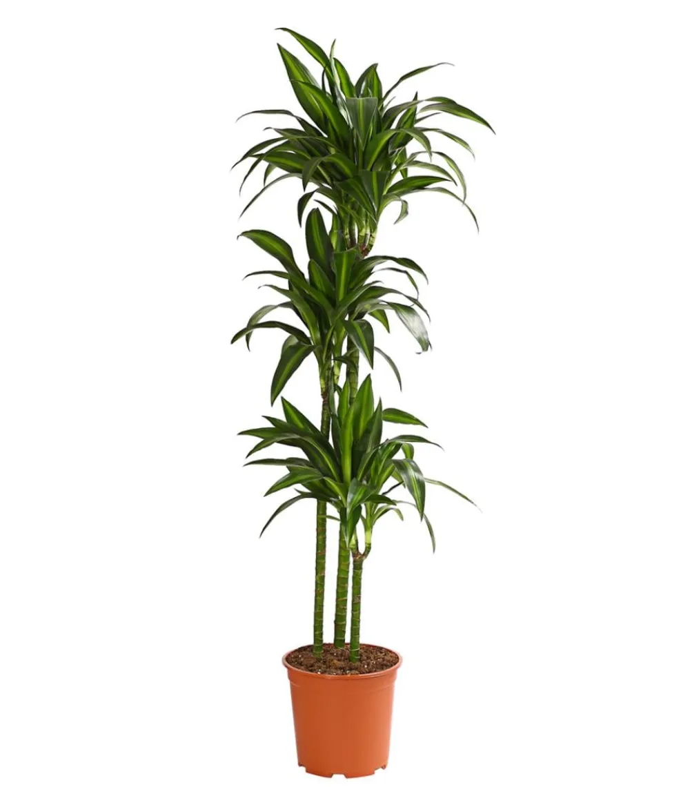 Dehner Drachenbaum & Yucca|Zimmerpalmen - Drachenbaum - Dracaena fragrans 'Hawaiian Sunshine'