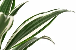 Dehner Drachenbaum - Dracaena fragrans 'White Jewel'
