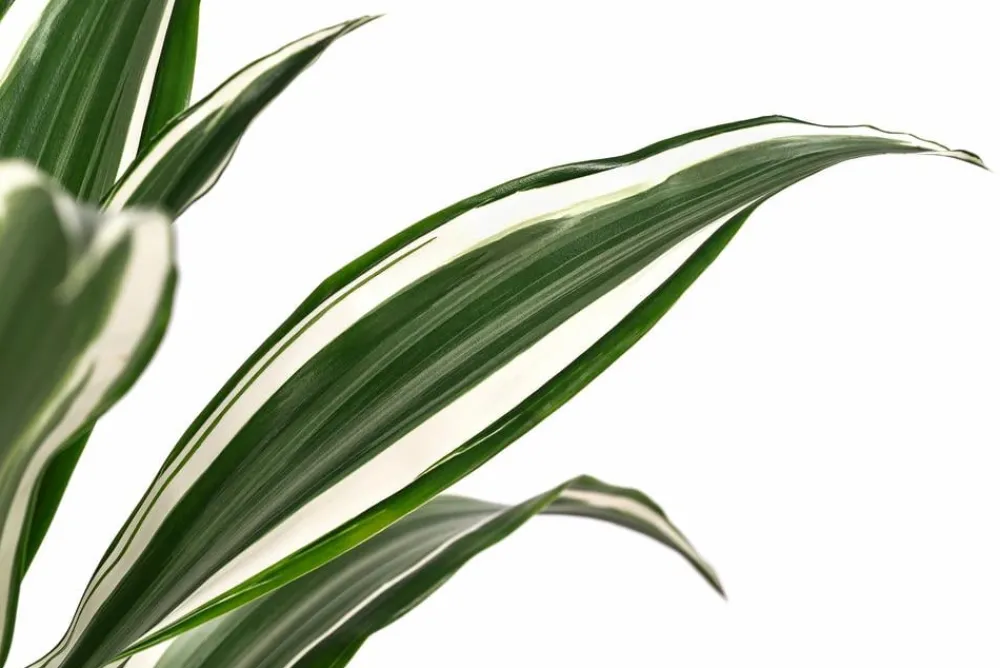 Dehner Drachenbaum - Dracaena fragrans 'White Jewel'