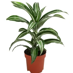 Dehner Drachenbaum - Dracaena fragrans 'Jade Jewel'