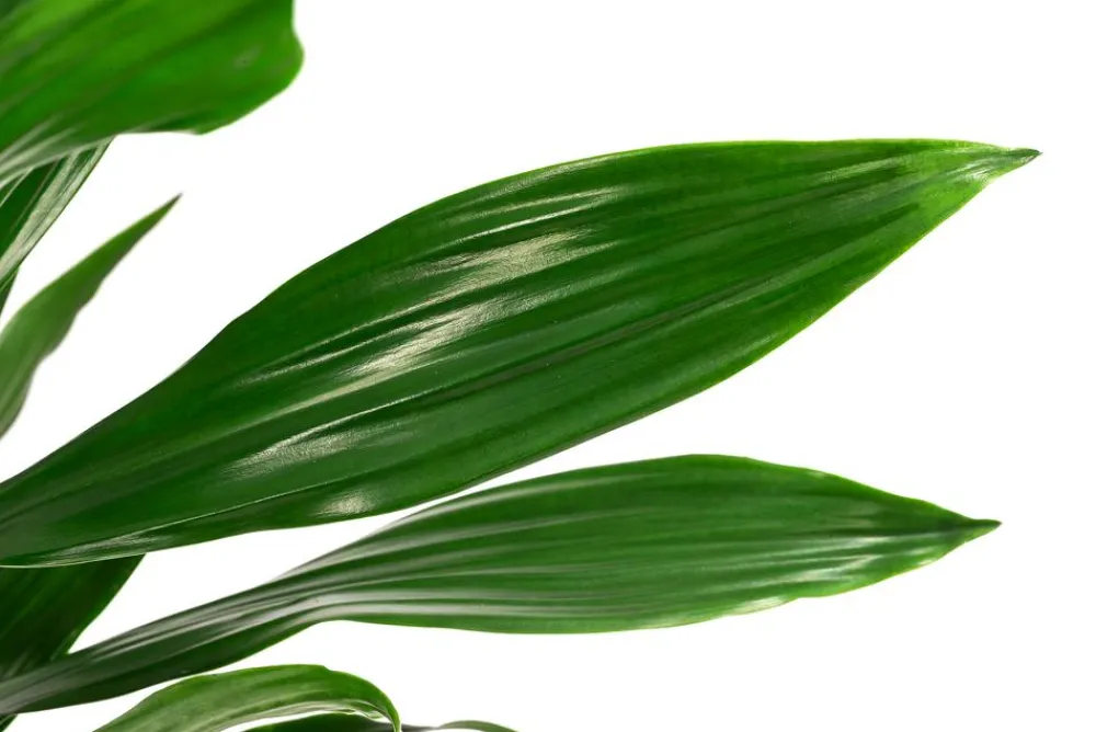 Dehner Drachenbaum & Yucca|Grünpflanzen - Drachenbaum - Dracaena fragrans 'Green Jewel' Dunkelgrün