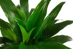 Dehner Drachenbaum & Yucca|Hydropflanzen > Drachenbaum - Dracaena 'Janet Craig', Hydrokultur