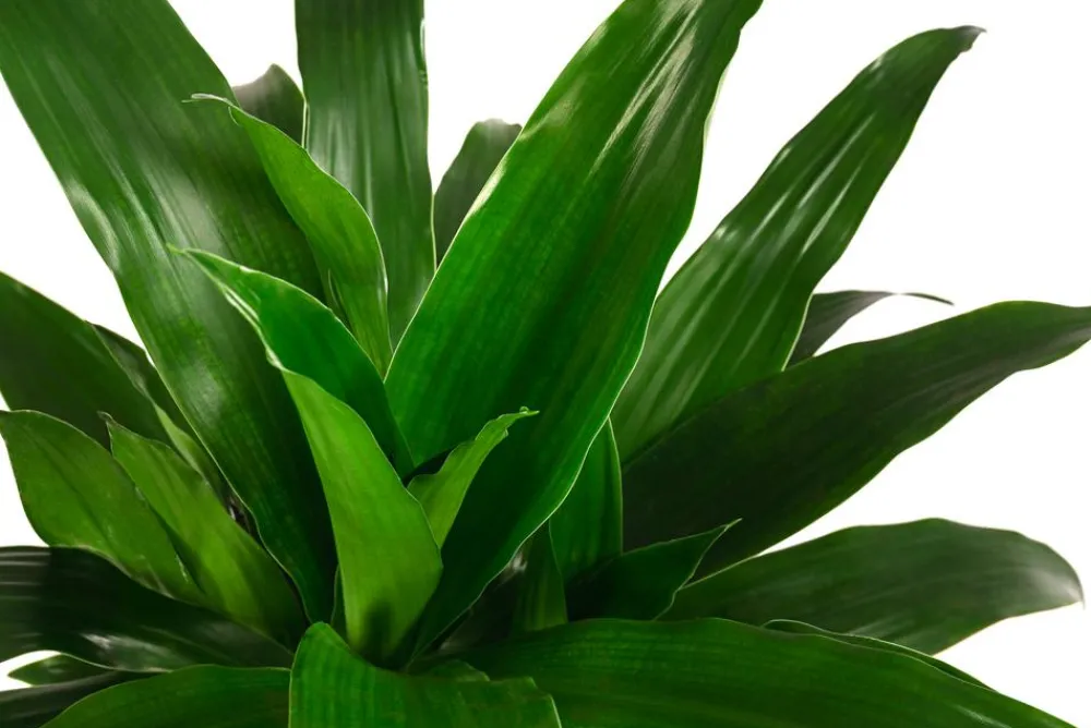 Dehner Drachenbaum & Yucca|Hydropflanzen > Drachenbaum - Dracaena 'Janet Craig', Hydrokultur