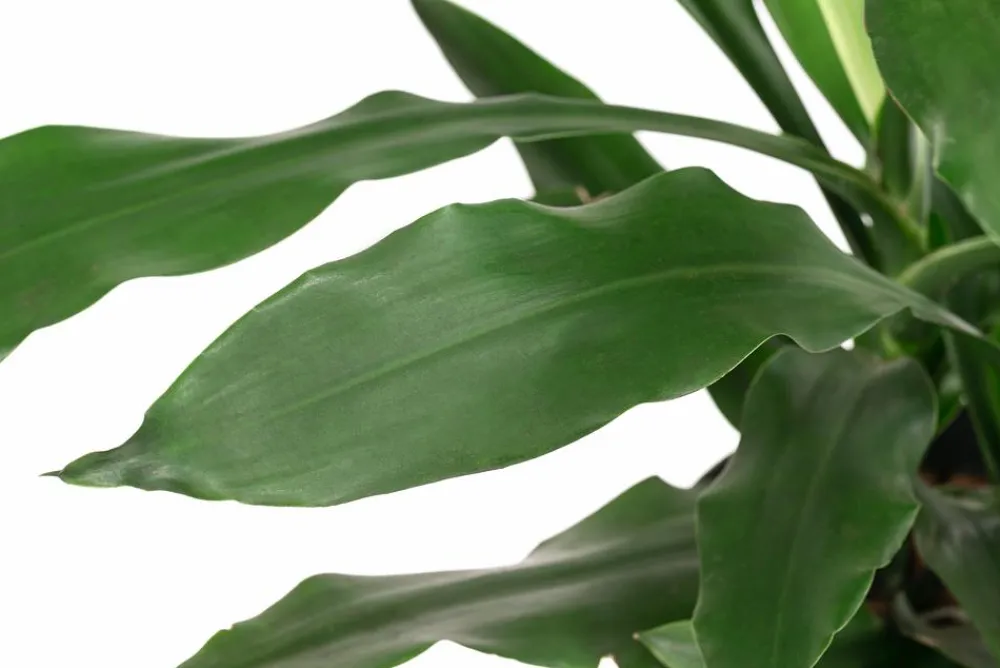 Dehner Drachenbaum & Yucca|Hydropflanzen - Drachenbaum - Dracaena 'Janet Craig', Hydrokultur Dunkelgrün