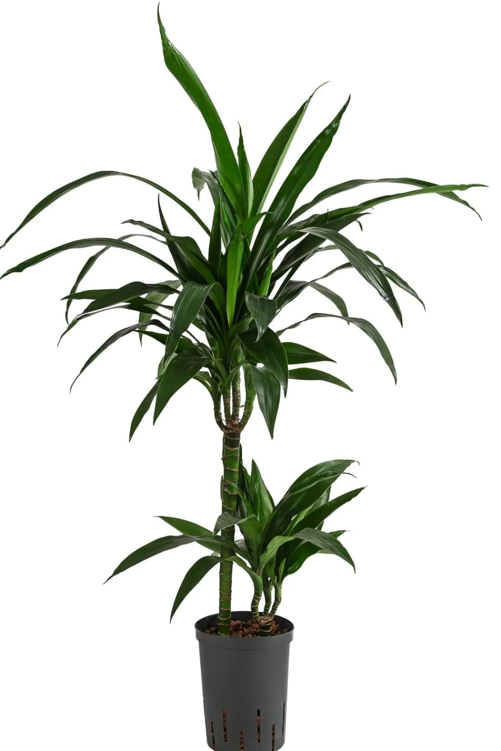 Dehner Drachenbaum & Yucca|Hydropflanzen > Drachenbaum - Dracaena 'Janet Lind', Hydrokultur