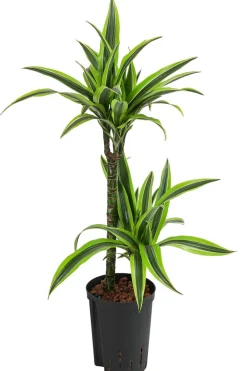 Dehner Drachenbaum & Yucca|Hydropflanzen > Drachenbaum - Dracaena 'Lemon Lime', Hydrokultur