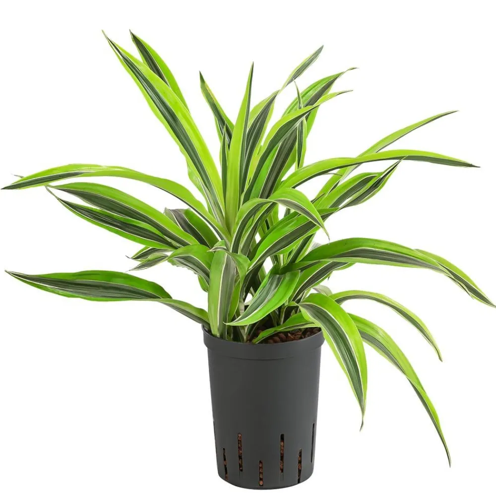 Dehner Drachenbaum - Dracaena 'Lemon Lime', Hydrokultur Clearance